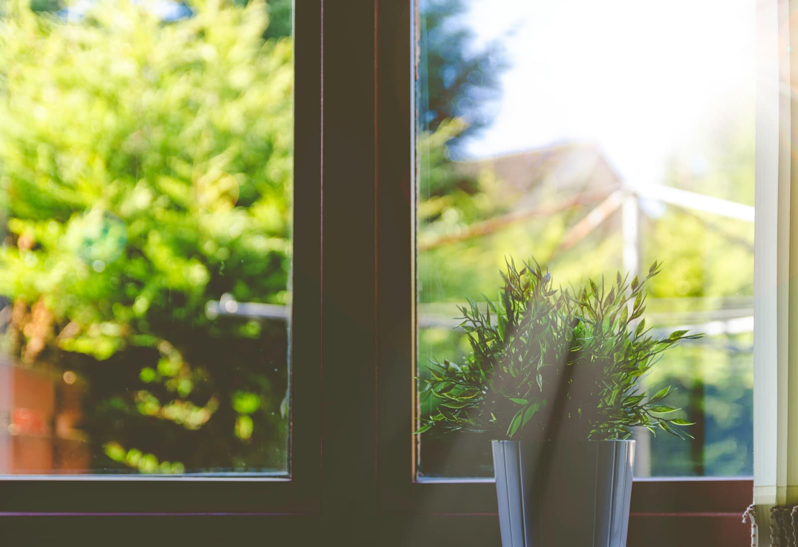 Sunlight streaming through a window with a green plant on the sill