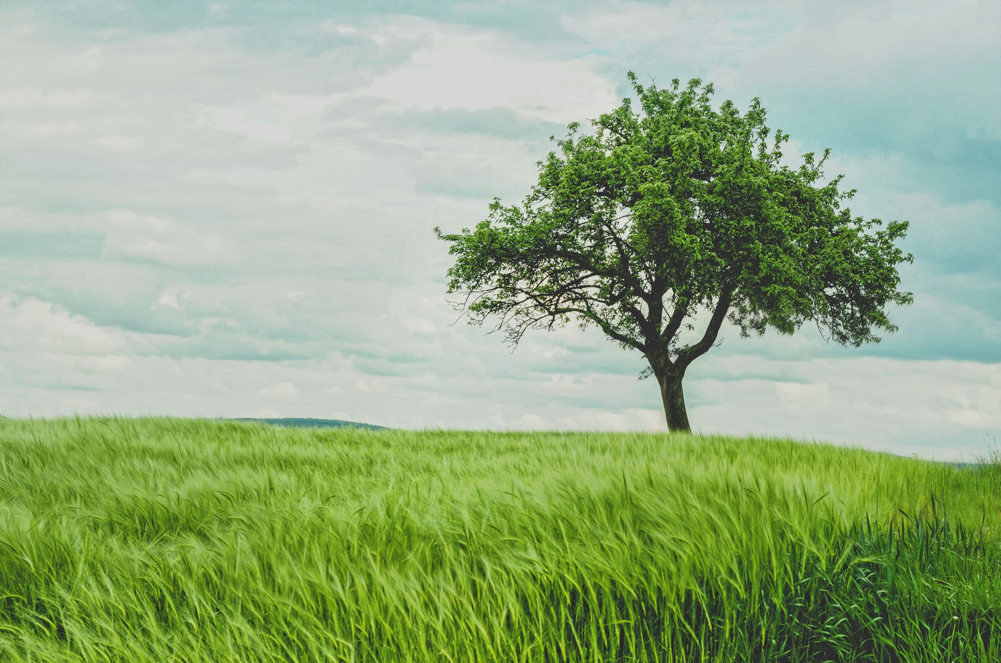 A green tree on grassland during daytime